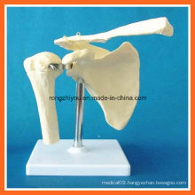 Human Anatomical Simulation Shoulder Joint Skeleton Model for Medical Teaching